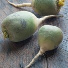 Sweet Green Radish Chinese Turnip Organic Green Vegetable 2 PCS Seeds Sweet Green Radish Chinese Turnip Organic Green Vegetable 2 PCS Seeds