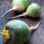 Sweet Green Radish Chinese Turnip Organic Green Vegetable 2 PCS Seeds