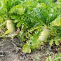 Sweet Green Radish Chinese Turnip Organic Green Vegetable 2 PCS Seeds