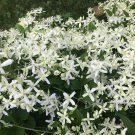 Sweet Autumn Clematic 100 PCS Seeds