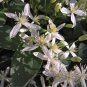 Sweet Autumn Clematic 100 PCS Seeds