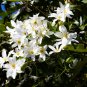 Sweet Autumn Clematic 100 PCS Seeds