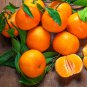Sweet Citrus Tangerina 20 PCS Seeds