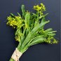 Sweet and Tender Choy Sum Organic Cabbage 260 PCS Seeds
