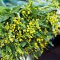 Sweet and Tender Choy Sum Organic Cabbage 260 PCS Seeds