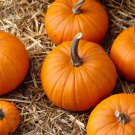 Sweet Baby Pumpkin 8 PCS Seeds