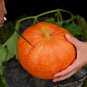 Sweet Baby Pumpkin 8 PCS Seeds