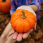 Sweet Baby Pumpkin 8 PCS Seeds