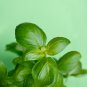 Sweet (Common) Basil 20 PCS Seeds