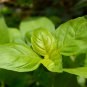 Sweet (Common) Basil 20 PCS Seeds