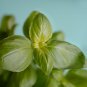 Sweet (Common) Basil 20 PCS Seeds