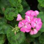 Swanland Pink Australien Pink Rosebud Zonal Geranium Flower 10 PCS Seeds
