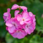 Swanland Pink Australien Pink Rosebud Zonal Geranium Flower 10 PCS Seeds
