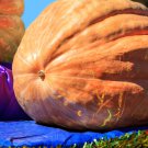 Super Large Pumpkin 20 PCS Seeds Super Large Pumpkin 20 PCS Seeds