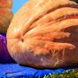 Super Large Pumpkin 20 PCS Seeds