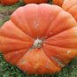 Super Large Pumpkin 20 PCS Seeds