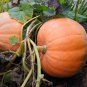 Super Large Pumpkin 20 PCS Seeds