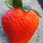 Super Giant Red Strawberry Fruit 100 PCS Seeds