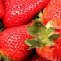 Super Giant Red Strawberry Fruit 100 PCS Seeds