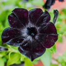 Super Black Cat Petunia 100 PCS Seeds Super Black Cat Petunia 100 PCS Seeds