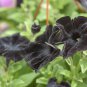 Super Black Cat Petunia 100 PCS Seeds