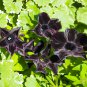 Super Black Cat Petunia 100 PCS Seeds