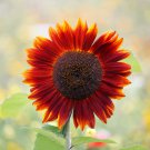 Sunflower Dark Red & Fresh Red Flower 6 PCS Seeds Sunflower Dark Red & Fresh Red Flower 6 PCS Seeds