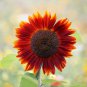 Sunflower Dark Red & Fresh Red Flower 6 PCS Seeds