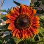 Sunflower Dark Red & Fresh Red Flower 6 PCS Seeds
