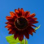 Sunflower Dark Red & Fresh Red Flower 6 PCS Seeds