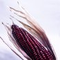 Suntava Full Season Purple Hybrid Corn 10 PCS Seeds