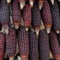 Suntava Full Season Purple Hybrid Corn 10 PCS Seeds
