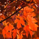 Sugar Golden Maple Tree ornamental outdoor garden plants 20 PCS Seeds