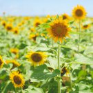 Sunbeam F1 Hybrid Ornamental Sunflower 15 PCS Seeds