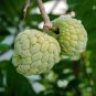Sugar Apple Sweetsop Custard Apple Fruits 100 PCS Seeds