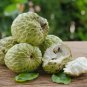 Sugar Apple Sweetsop Custard Apple Fruits 100 PCS Seeds