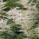 White Astilbe Chinensis 100 PCS Seeds
