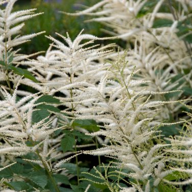 White Astilbe Chinensis 100 PCS Seeds