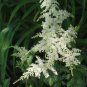 White Astilbe Chinensis 100 PCS Seeds