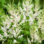 White Astilbe Chinensis 100 PCS Seeds