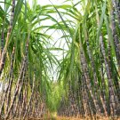 Sugar red Cane 100 PCS Seeds Sugar red Cane 100 PCS Seeds
