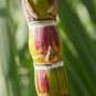 Sugar red Cane 100 PCS Seeds