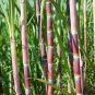 Sugar red Cane 100 PCS Seeds
