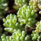Succulent Plants Sedum Multiceps Bonsai 100 PCS Seeds