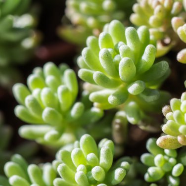 Succulent Plants Sedum Multiceps Bonsai 100 PCS Seeds