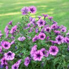 'Sunrise Pink Vein' Petunia Bonsai 200 PCS Seeds