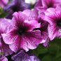 'Sunrise Pink Vein' Petunia Bonsai 200 PCS Seeds