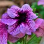 'Sunrise Pink Vein' Petunia Bonsai 200 PCS Seeds