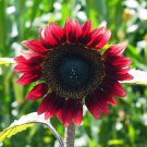Sun Flower Velvet Queen 50 PCS Seeds