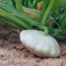 Summer Squash White Patty Pan Scallop 5 PCS Seeds